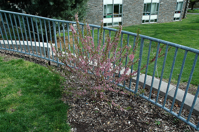 Dwarf Bush Cherry (Prunus jacquemontii) at Oakland Nurseries Inc