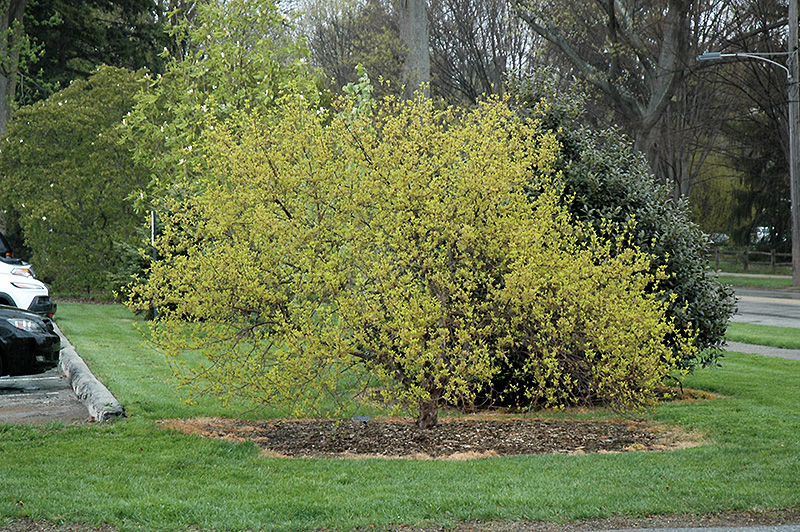 Golden Cornelian Cherry Dogwood (Cornus mas 'Aurea') at Oakland Nurseries Inc