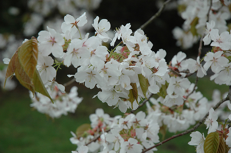 Sargent Cherry Prunus Sargentii In Columbus Dublin Delaware Grove City Gahanna Bexley Ohio Oh 5273