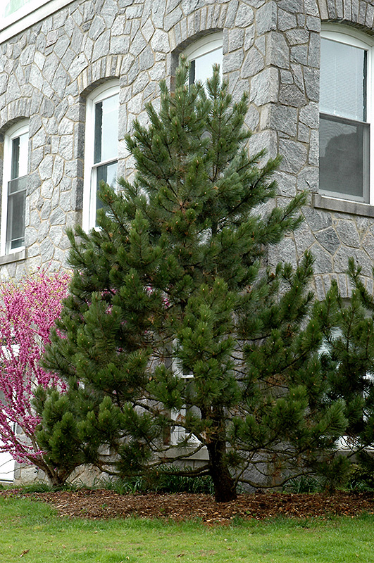 Bosnian Pine (Pinus heldreichii) at Oakland Nurseries Inc