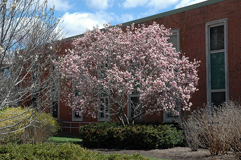 Saucer Magnolia (Magnolia x soulangeana) at Oakland Nurseries Inc