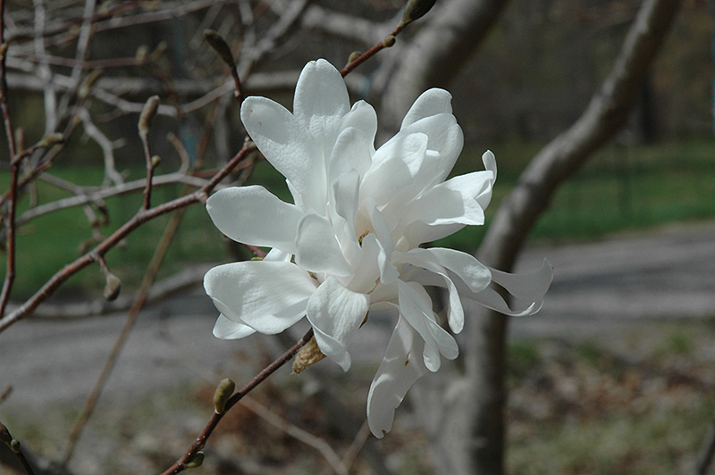 Spring Snow Magnolia (Magnolia x loebneri 'Spring Snow') at Oakland Nurseries Inc