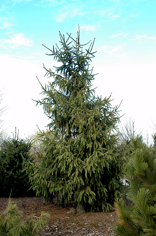 Elegantissima Norway Spruce (Picea abies 'Elegantissima') at Oakland Nurseries Inc
