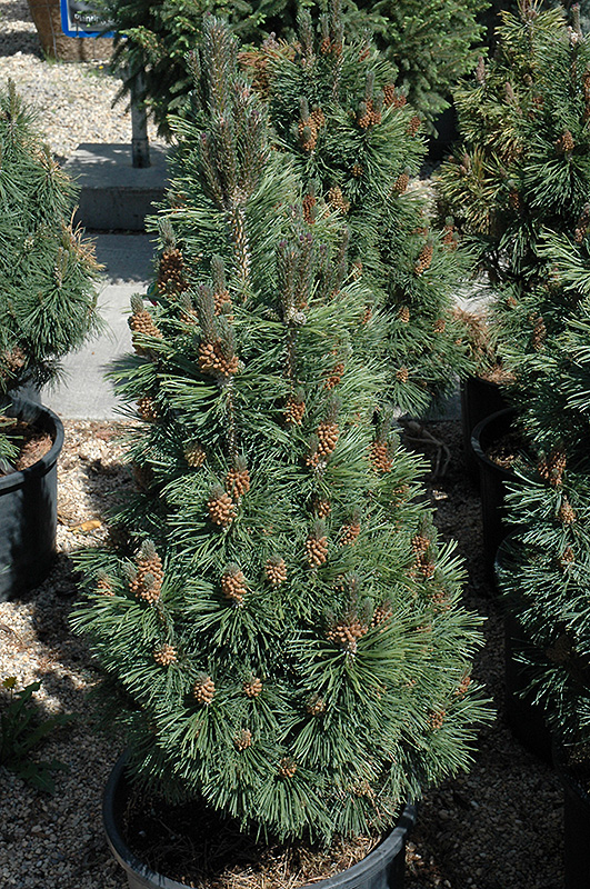 Columnar Mugo Pine (Pinus mugo 'Columnaris') at Oakland Nurseries Inc