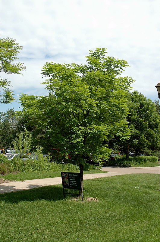 Summertime Amur Maackia Maackia Amurensis Summertime In Columbus