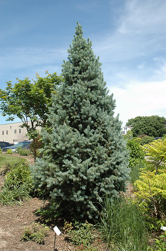 Upright Colorado Spruce (Picea pungens 'Fastigiata') at Oakland Nurseries Inc