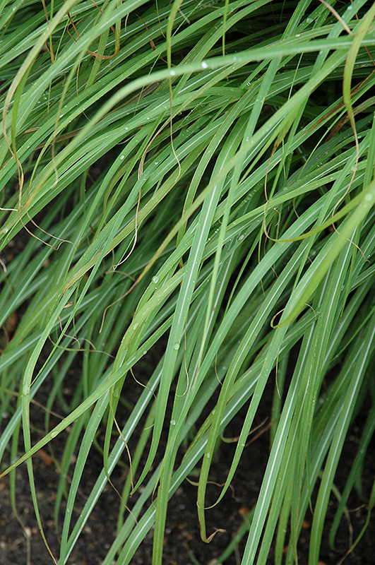 Huron Sunrise Maiden Grass (Miscanthus sinensis 'Huron Sunrise') at Oakland Nurseries Inc