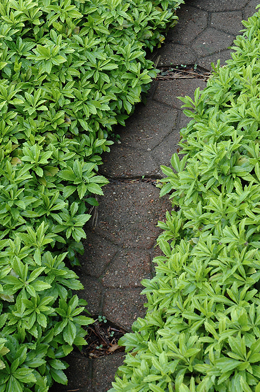 Green Carpet Japanese Spurge (Pachysandra terminalis