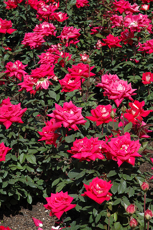 Love Rose (Rosa 'Love') at Oakland Nurseries Inc