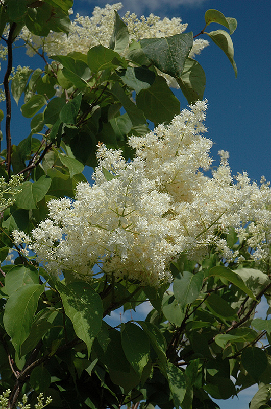 Ivory Silk Tree Lilac (tree form) (Syringa reticulata 'Ivory Silk (tree form)') at Oakland Nurseries Inc