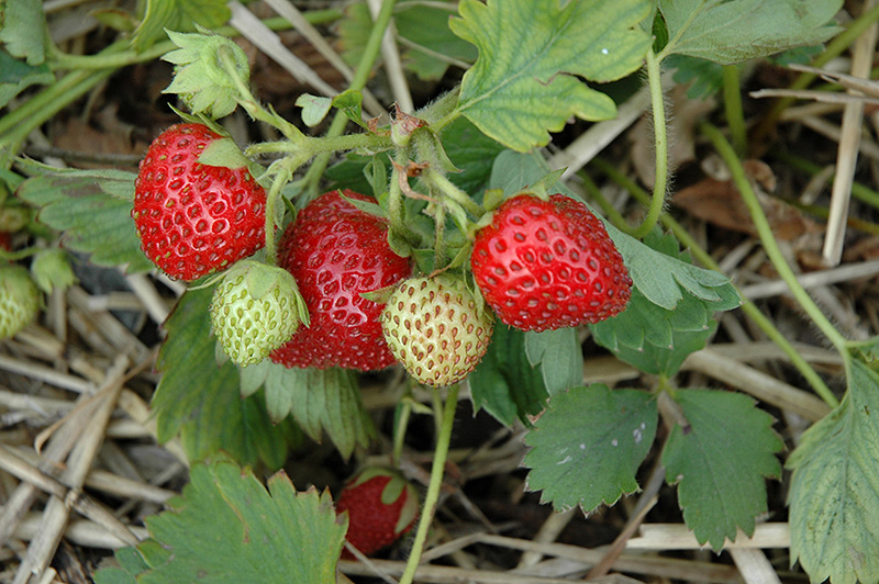 June-Bearing Strawberry (Fragaria 'June-Bearing') at Oakland Nurseries Inc