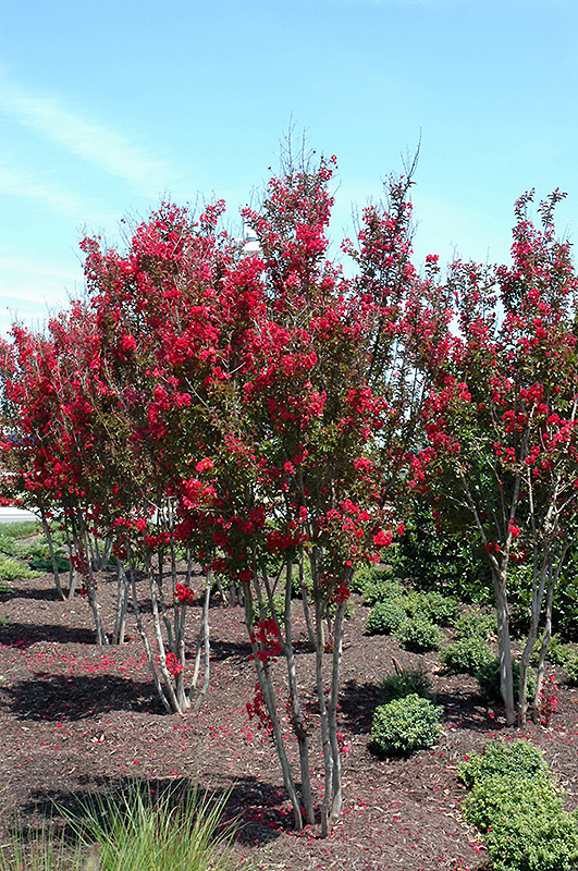 Red Rocket Crapemyrtle (Lagerstroemia indica 'Whit IV') at Oakland Nurseries Inc