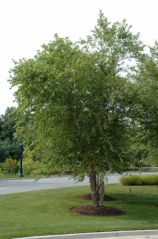 River Birch (clump) (Betula nigra '(clump)') at Oakland Nurseries Inc