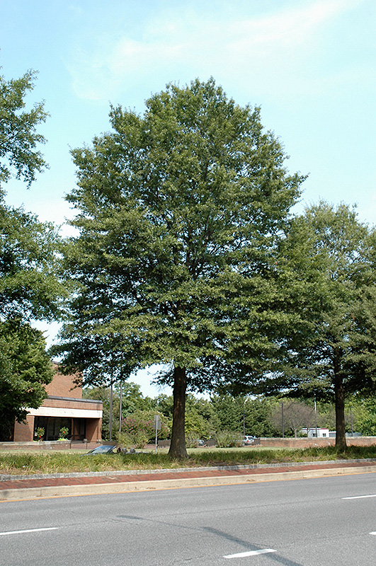 Willow Oak (Quercus phellos) in Columbus Dublin Delaware ...
