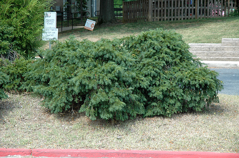 Spreading English Yew (Taxus baccata 'Spreading') at Oakland Nurseries Inc
