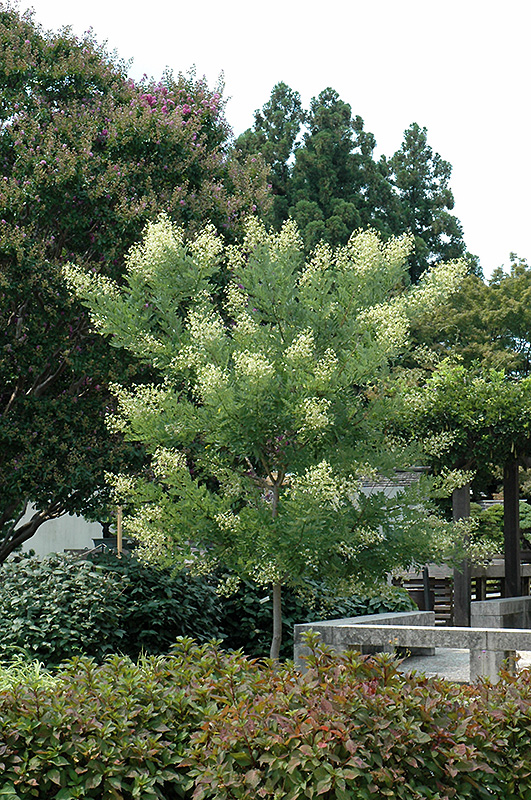 Millstone Japanese Pagoda Tree (Sophora japonica 'Halka') at Oakland Nurseries Inc