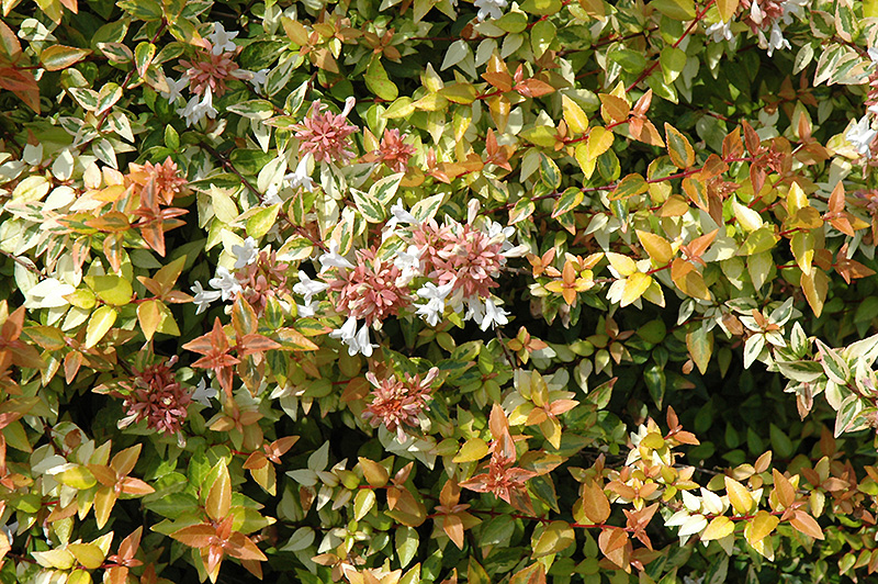 Kaleidoscope Abelia (Abelia x grandiflora 'Kaleidoscope') at Oakland Nurseries Inc
