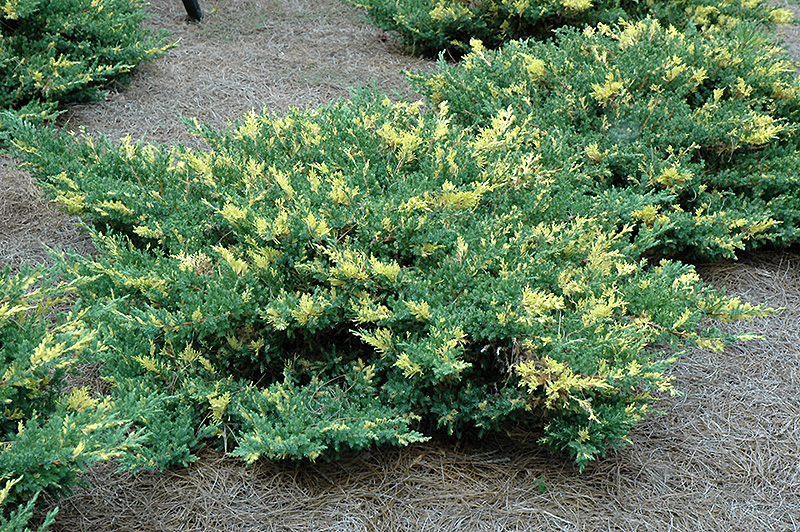 Variegated Japanese Juniper (Juniperus procumbens 'Variegata') at Oakland Nurseries Inc