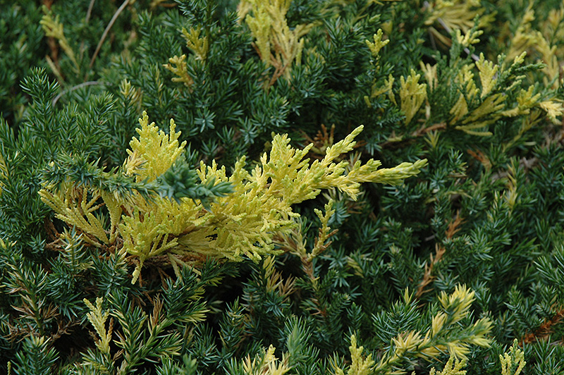 Variegated Japanese Juniper (Juniperus procumbens 'Variegata') at Oakland Nurseries Inc