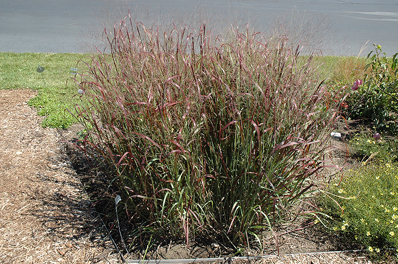 Prairie Fire Red Switch Grass (Panicum virgatum 'Prairie Fire') at Oakland Nurseries Inc