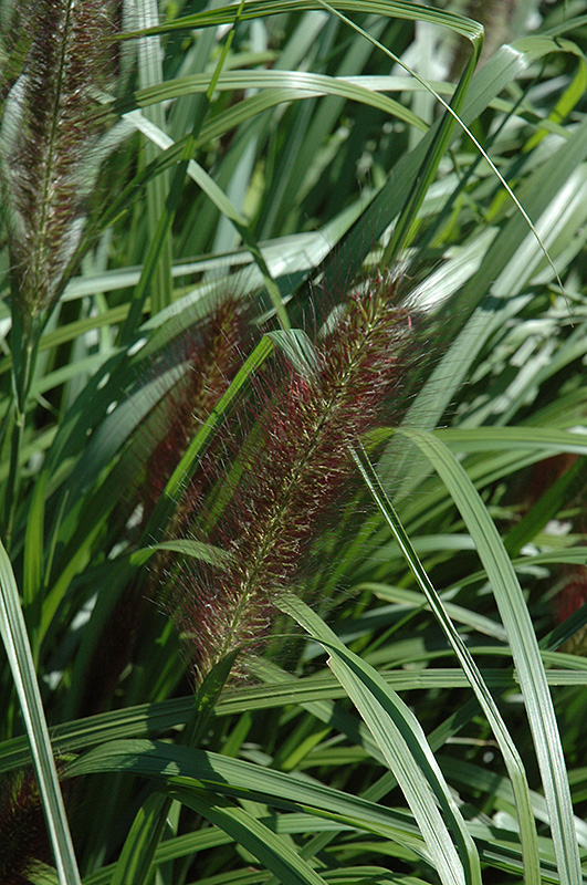 Red Head Fountain Grass (Pennisetum alopecuroides 'Red Head') at Oakland Nurseries Inc