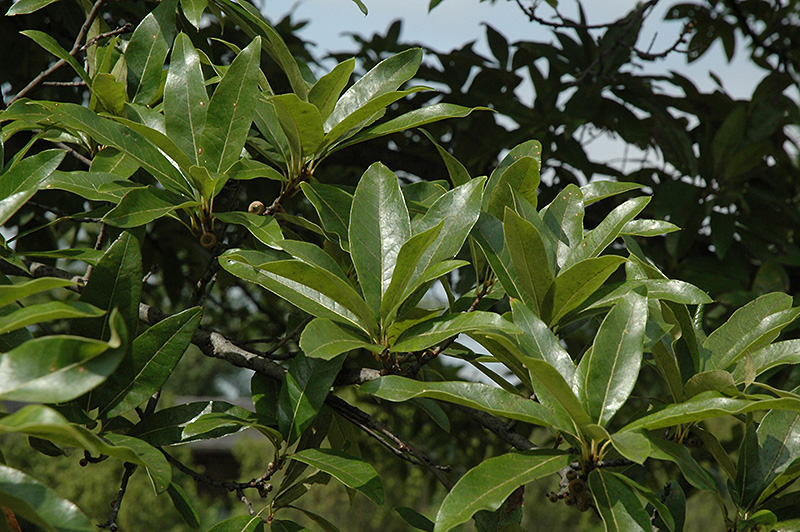 Shingle Oak (Quercus imbricaria) at Oakland Nurseries Inc