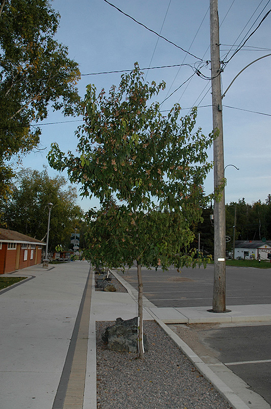 Amur Maple (tree form) (Acer ginnala '(tree form)') at Oakland Nurseries Inc