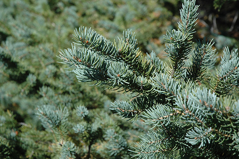White Spruce (Picea glauca) at Oakland Nurseries Inc