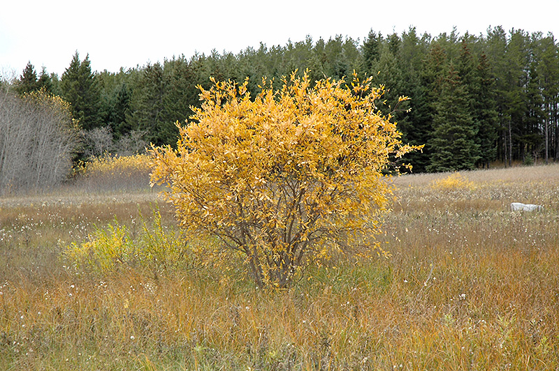 Pussy Willow Salix Discolor In Columbus Dublin Delaware Grove City Gahanna Bexley Ohio Oh At 