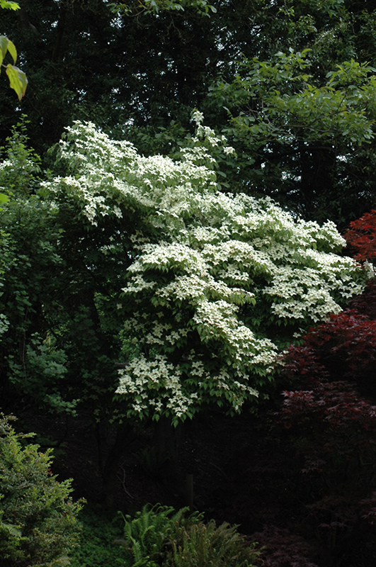 Milky Way Chinese Dogwood (Cornus kousa 'Milky Way') in Columbus Dublin