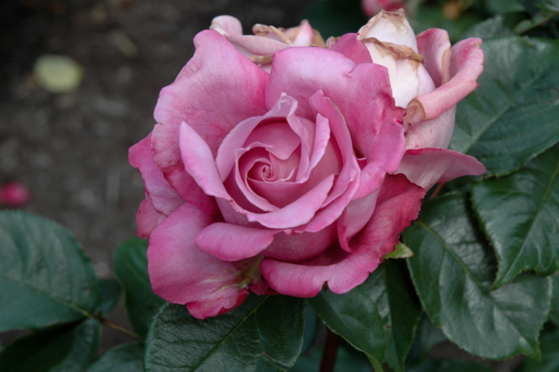 Royal Amethyst Rose (Rosa 'Royal Amethyst') at Oakland Nurseries Inc