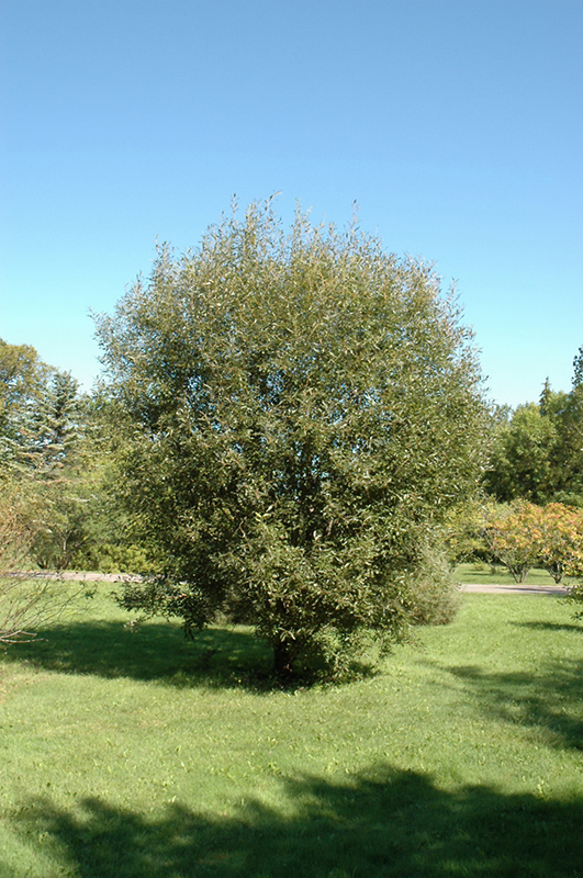 Pussy Willow (Salix discolor) at Oakland Nurseries Inc