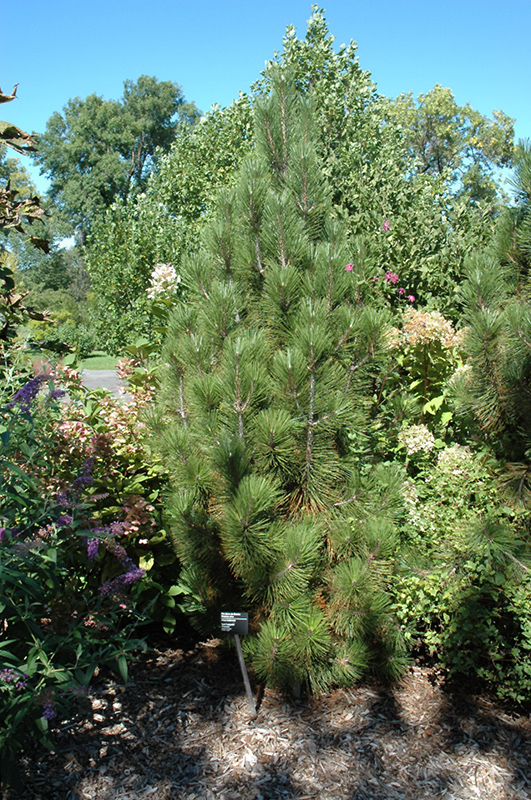 Iseli Fastigiate Bosnian Pine (Pinus heldreichii 'Iseli Fastigiate') at Oakland Nurseries Inc