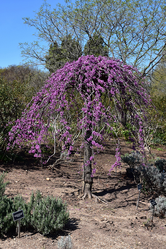Lavender Twist Redbud (Cercis canadensis 'Covey') at Oakland Nurseries Inc