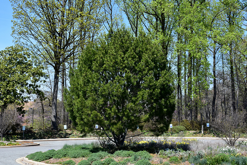 Lacebark Pine (Pinus bungeana) at Oakland Nurseries Inc