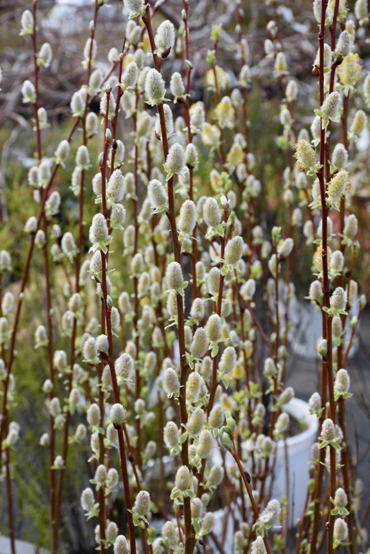 Pussy Willow (Salix discolor) at Oakland Nurseries Inc