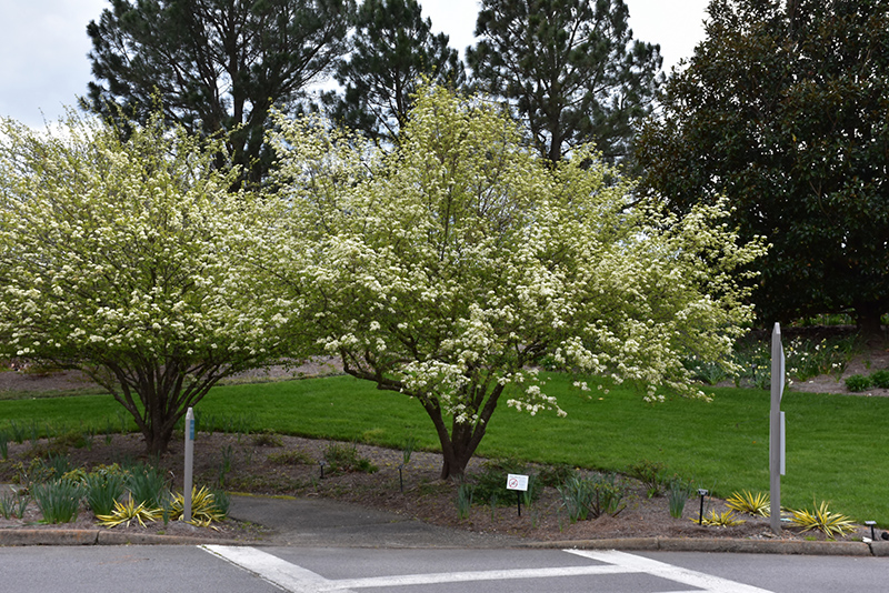 Blackhaw Viburnum (Viburnum prunifolium) at Oakland Nurseries Inc