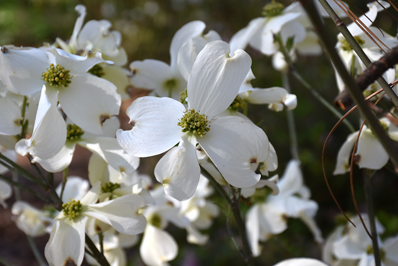 Appalachian Spring Flowering Dogwood (Cornus florida 'Appalachian Spring') at Oakland Nurseries Inc
