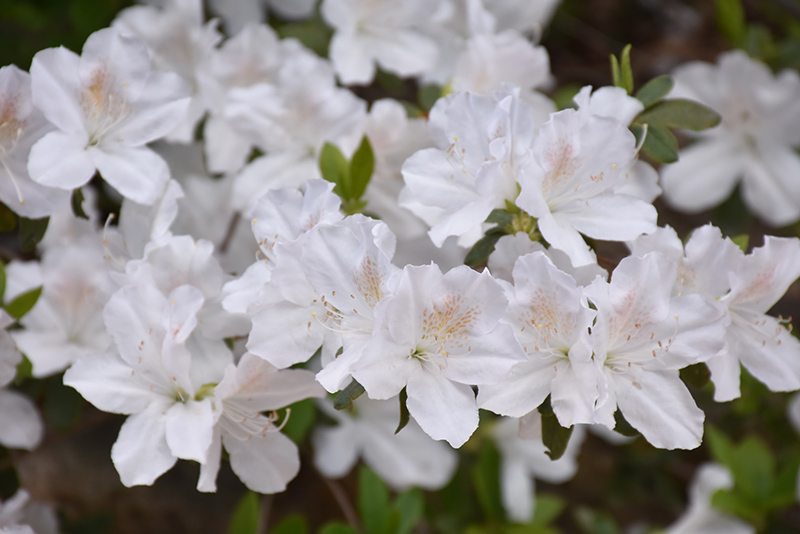 Delaware Valley White Azalea (Rhododendron 'Delaware Valley White') at Oakland Nurseries Inc