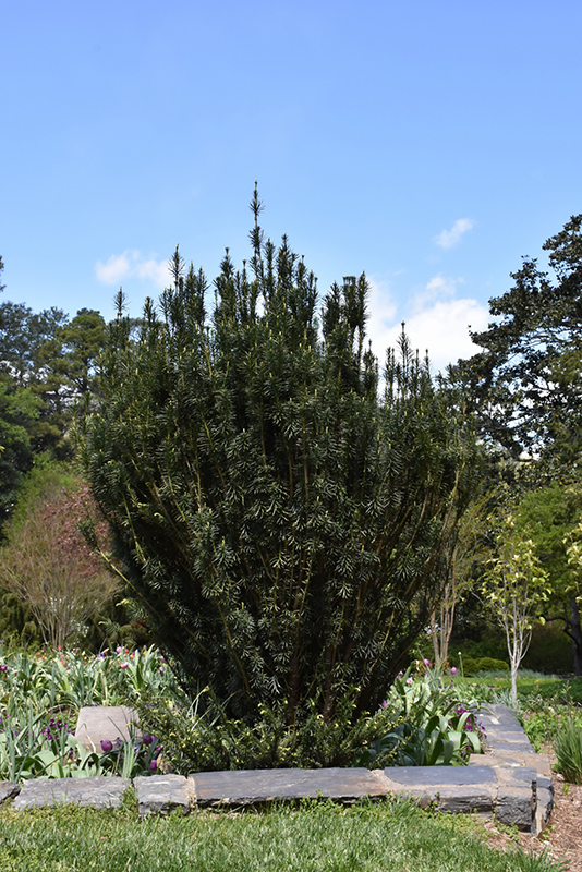 Upright Japanese Plum Yew (Cephalotaxus harringtonia 'Fastigiata') at Oakland Nurseries Inc