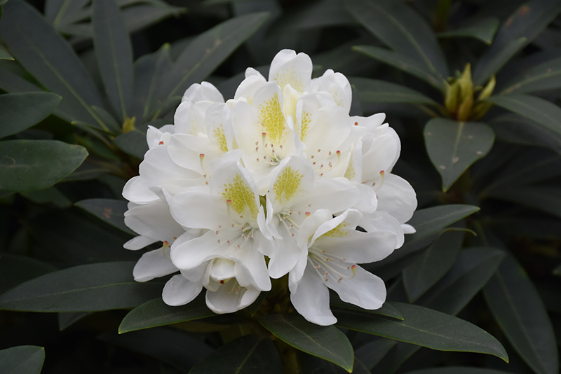 Chionoides Rhododendron (Rhododendron catawbiense 'Chionoides') at Oakland Nurseries Inc