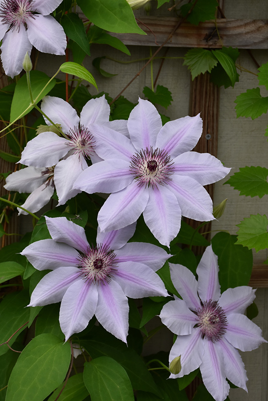 Nelly Moser Clematis (Clematis 'Nelly Moser') at Oakland Nurseries Inc