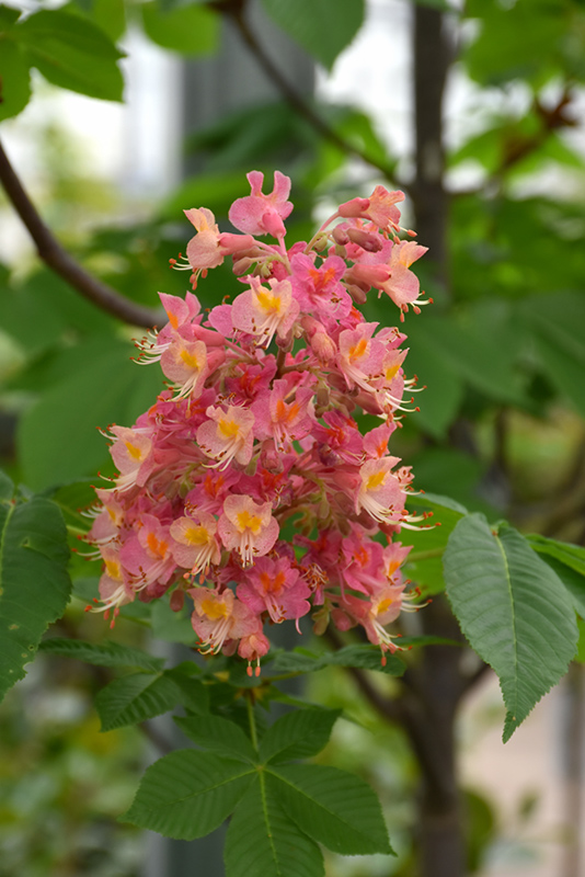 Fort McNair Red Horse Chestnut (Aesculus x carnea 'Fort McNair') at Oakland Nurseries Inc