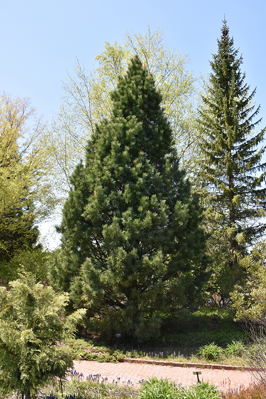 Swiss Stone Pine (Pinus cembra) at Oakland Nurseries Inc