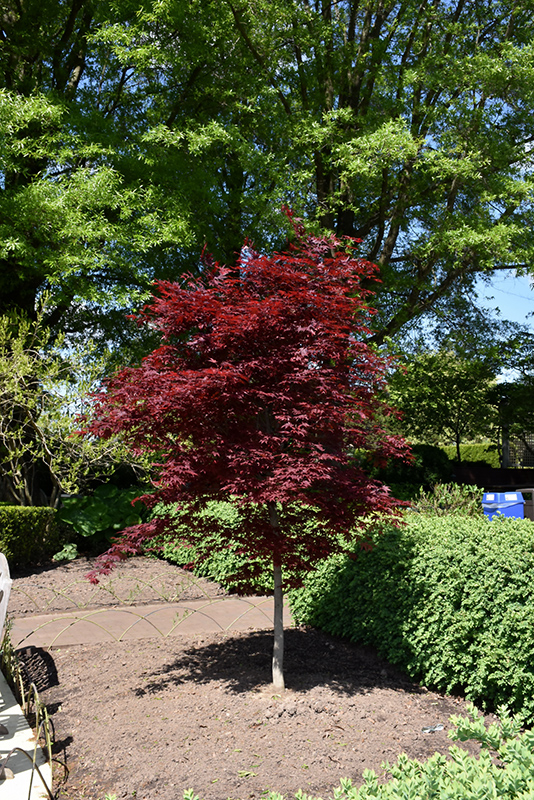 Fireglow Japanese Maple (Acer palmatum 'Fireglow') at Oakland Nurseries Inc