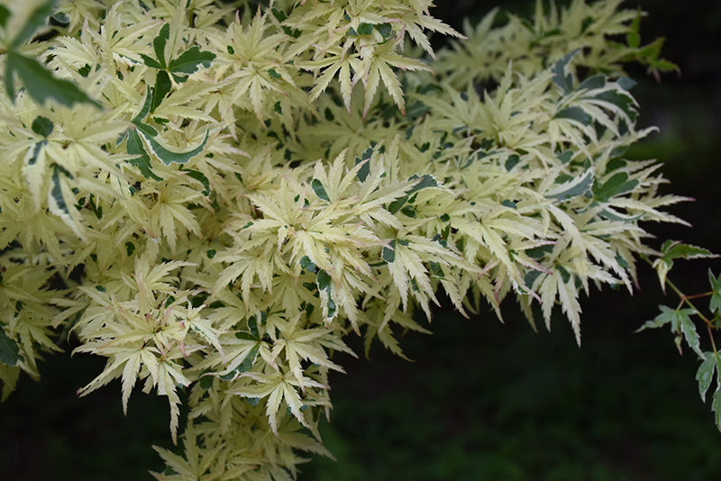 Butterfly Variegated Japanese Maple (Acer palmatum 'Butterfly') at Oakland Nurseries Inc