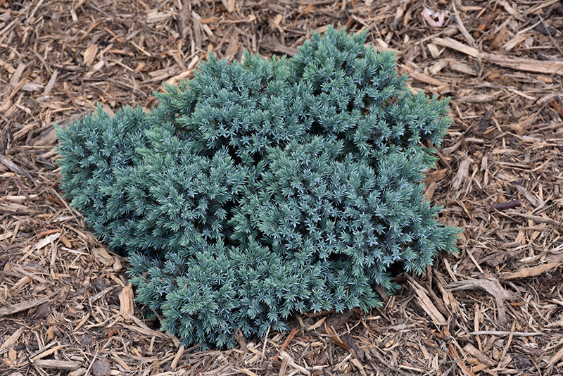 Blue Star Juniper (Juniperus squamata 'Blue Star') at Oakland Nurseries Inc