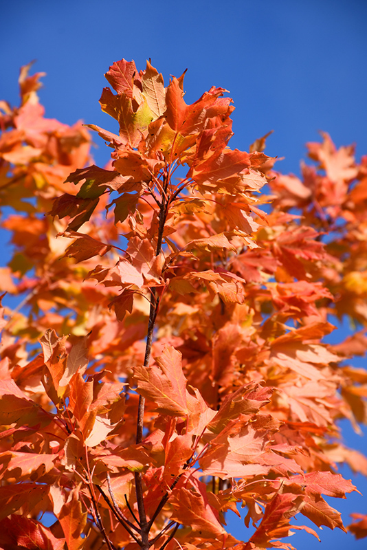 Commemoration Sugar Maple (Acer saccharum 'Commemoration') at Oakland Nurseries Inc