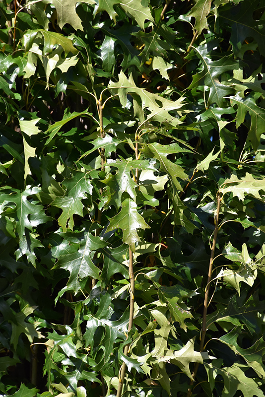 Green Pillar Pin Oak (Quercus palustris 'Pringreen') at Oakland Nurseries Inc
