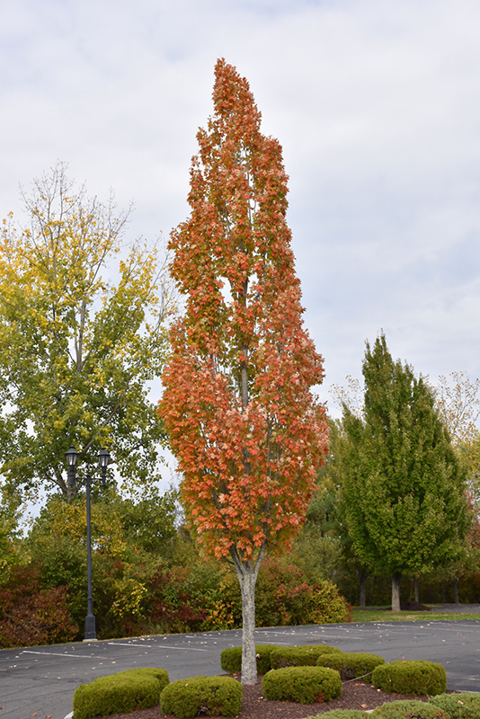 Armstrong Maple (Acer x freemanii 'Armstrong') at Oakland Nurseries Inc